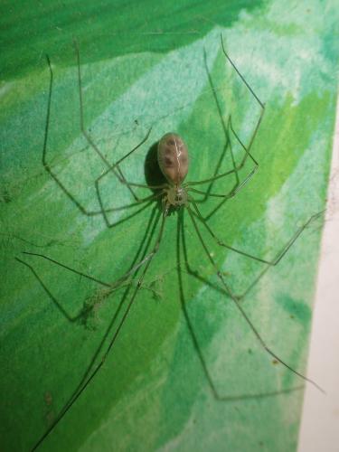 Pholcus phalangioides